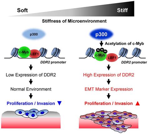 The Proposed Model Of Regulation Of Ddr2 Expression By A Combination Of