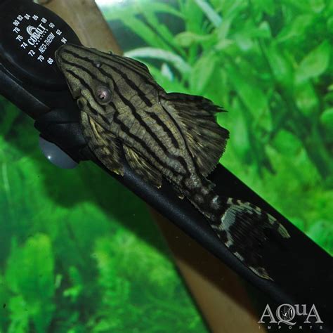 L Dull Eyed Royal Pleco Panaque Cf Nigrolineatus Aqua Imports