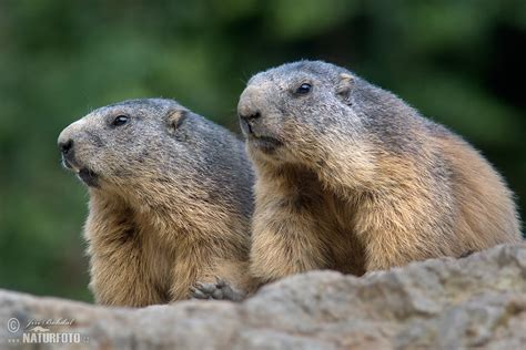 Alpine Marmot Photos Alpine Marmot Images Nature Wildlife Pictures