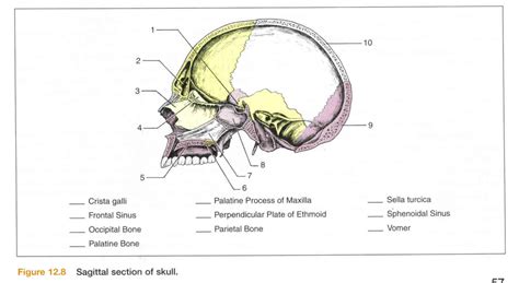 Sagittal Section Of Skull Diagram Quizlet