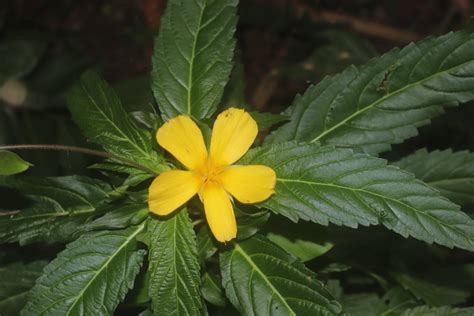 Flora Of Sri Lanka