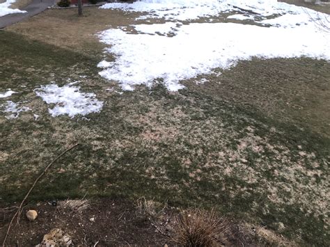 Snow Mold How To Treat Snow Mold In Your Lawns Typhula Blight Lawn Phix