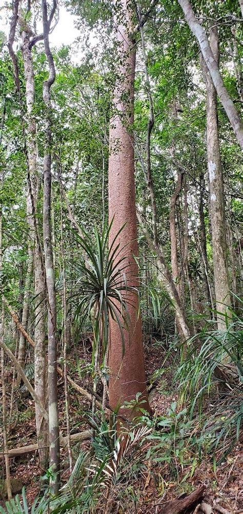 Agathis (kauri) description