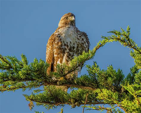 Juvenile Red Tailed Hawk Perched 3 Photograph By Morris Finkelstein