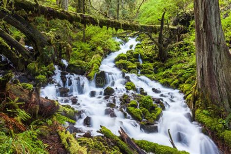 Cascade Waterfalls in Oregon Forest Hike Trail Stock Photo - Image of ...