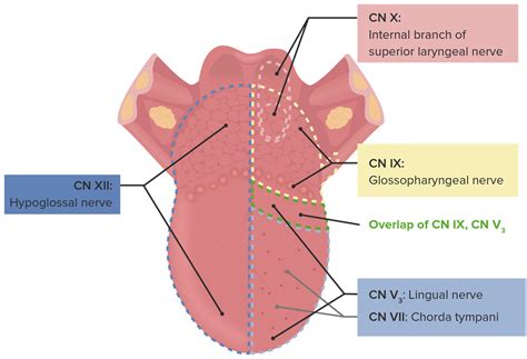 Tongue Muscle Innervation