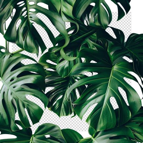 Folha De Monstera Deliciosa Isolada Sobre Um Fundo Transparente Psd