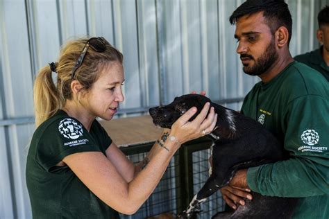Tomohon Extreme Market Bans Slaughter And Sale Of Dogs And Cats