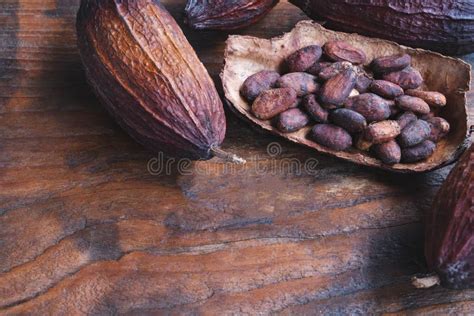 Cocoa Beans Are Fermented In A Fermentation Tank Stock Image Image