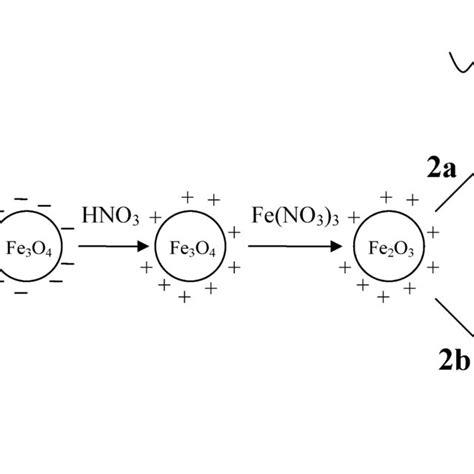 Schematic Representation Of The Synthetic Route Leading To γ Fe2o3