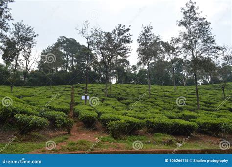 Wayanad Tea Estate Kerala India Stock Image Image Of Travel