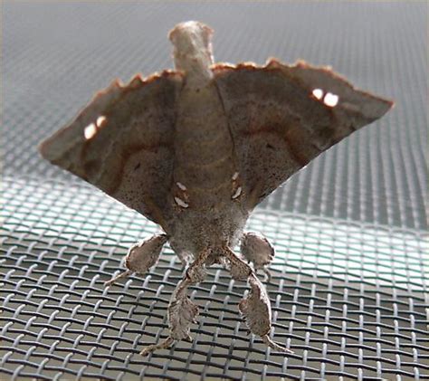 Angel Moth Olceclostera Angelica Bugguidenet