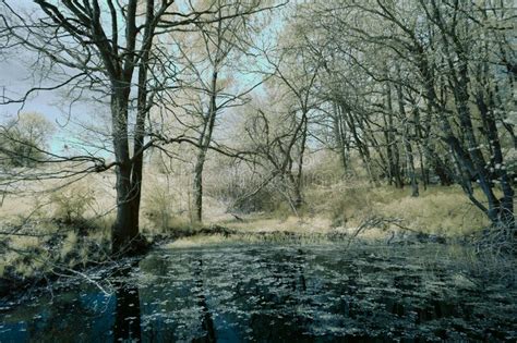 Fotografía Infrarroja Foto Ir De Paisaje Con árbol Bajo El Cielo Con