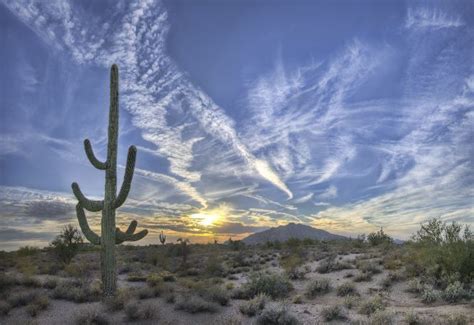 Carefree Arizona Is A Place For Gracious Living In A Desert Forest Of