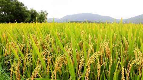 Já viu uma plantação de arroz