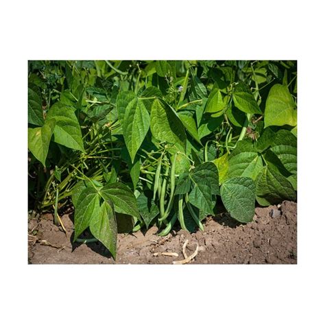 Top Crop Bush Seeds