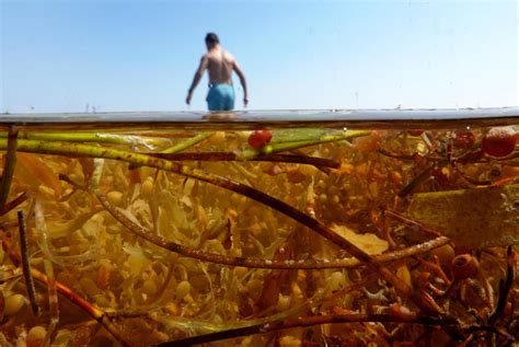 Massive Seaweed Blob That Smells Like Rotten Eggs Suddenly Shrinks