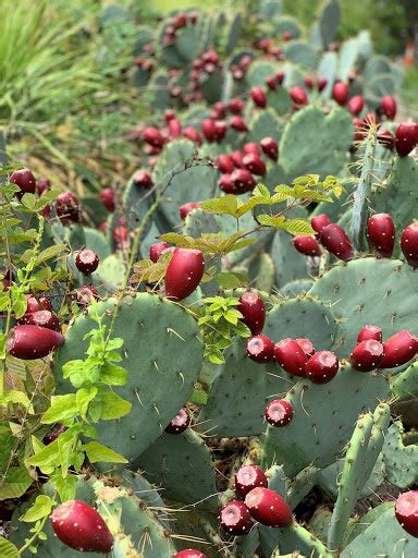 IT’S PRICKLY PEAR HARVESTING SEASON! – Me & the Bees Lemonade