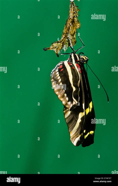 Zebra Longwing Butterfly Life Cycle