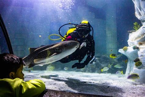 SEA LIFE Porto Full Day Entrance Ticket GetYourGuide