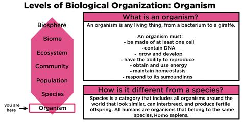 Organisms Ecology — Definition And Examples Expii