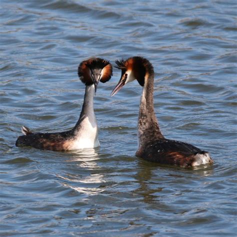 Great Crested Grebe