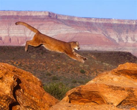 Mountain Lions 1600x1200