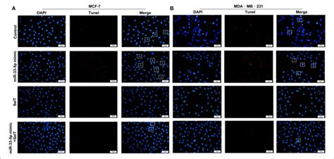 Tunel Staining For A Mcf As Well As B Mda Mb Cell Apoptosis