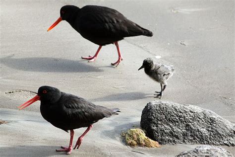 Variable oystercatcher - Alchetron, The Free Social Encyclopedia