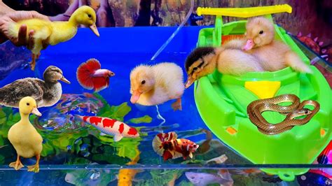 Tổng hợp video động vật dễ thương, cá cảnh đẹp, vịt, cá betta, cá lia ...
