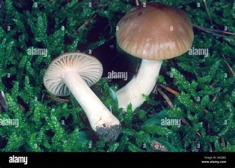 Camarophyllus subradiatus Fotos und Bildmaterial in hoher Auflösung