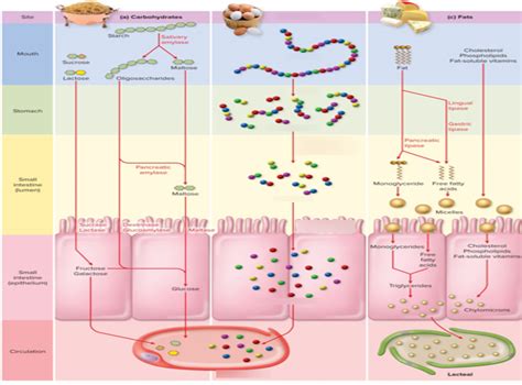 Major Enzymes Of Digestion Proteins Diagram Quizlet