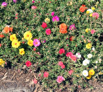 Plants Mix Of Different Moss Rose Purslane Cuttings Purslane