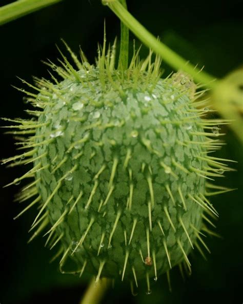 Wild Cucumber Marquette County