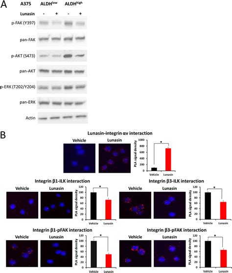 Lunasin Suppressed Integrin Signal Transduction Aldh High And Aldh Low