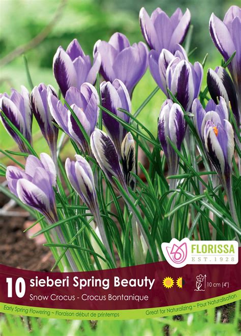 All About Crocus How To Plant Grow And Care For Crocus Florissa