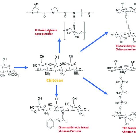 Different Types Of Crosslinked Chitosan Download Scientific Diagram