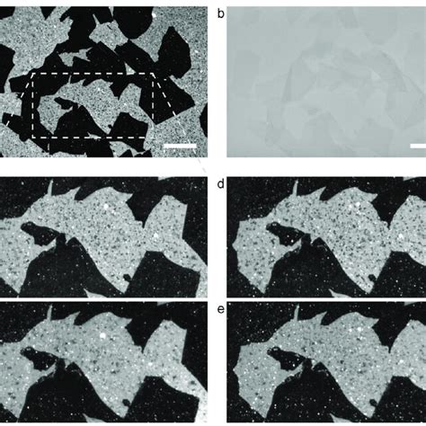 A B Fluorescence Images Of DOPC DPPC SLB On The SiO2 Si Substrate