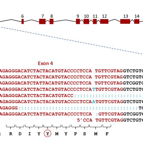 Gene Structure Of Spo Showing Exons Numbered As Red Boxes And