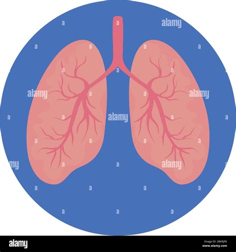 Lunge Organ Des Menschen Isoliert Symbol Stock Vektorgrafik Alamy