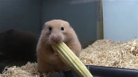 ヤングコーンを丸ごと詰め込むハムスター（young Corn Hamster） Youtube