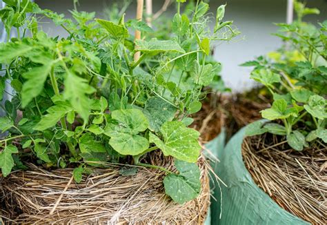 Growing Tomatoes In Straw Bales Tips And Tricks Gfl Outdoors