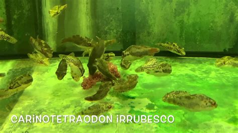 Carinotetraodon Irrubesco Youtube