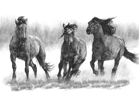 Wild Horse Drawings In Pencil