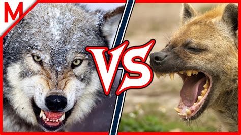 4💥grey Wolf Vs Spotted Hyena Grizzly Vs Polar Bear Winner Youtube