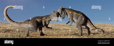 Pachycephalosaurus Dinosaurs Head Butting Each Other In A Savanna