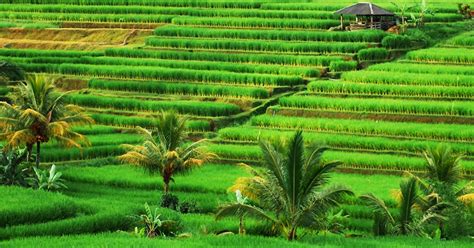 Tulisan yang Asal asalan Pengaruh El Niño dan La Niña pada pertanian