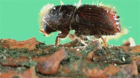 Entire Genome Of Common Forest Pest Eurasian Spruce Bark Beetle Now