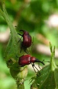 The Truth About Rice Weevils: Are They Harmful? - What's That Bug?