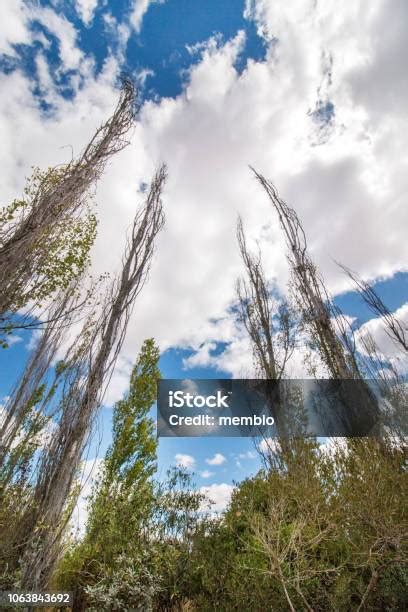 Slim Trees With Branches In A Forest Stock Photo Download Image Now